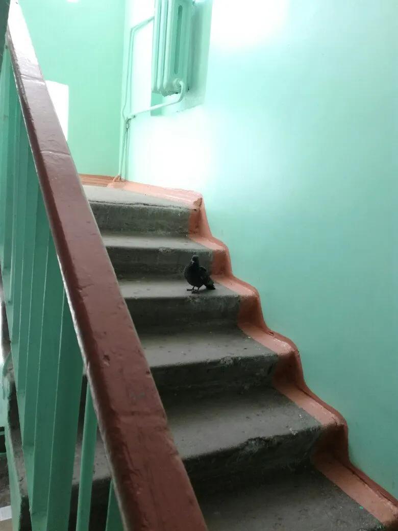 Голубь Голубь Голубь